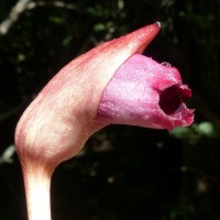 Aeginetia indica L.